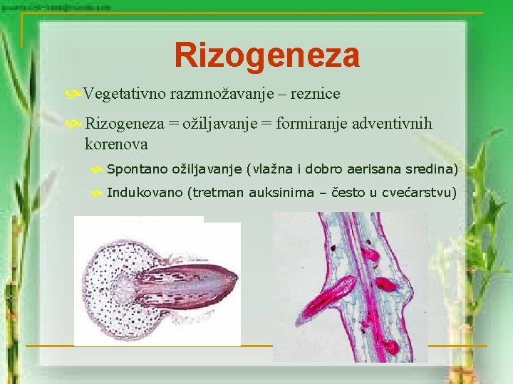 Rizogeneza Vegetativno razmnožavanje – reznice Rizogeneza = ožiljavanje = formiranje adventivnih korenova Spontano ožiljavanje