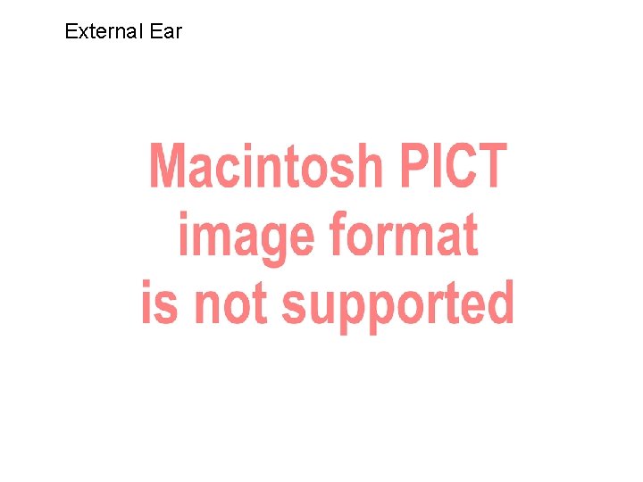 External Ear 