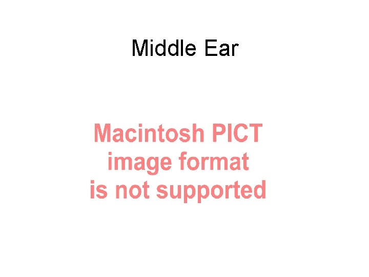 Middle Ear 