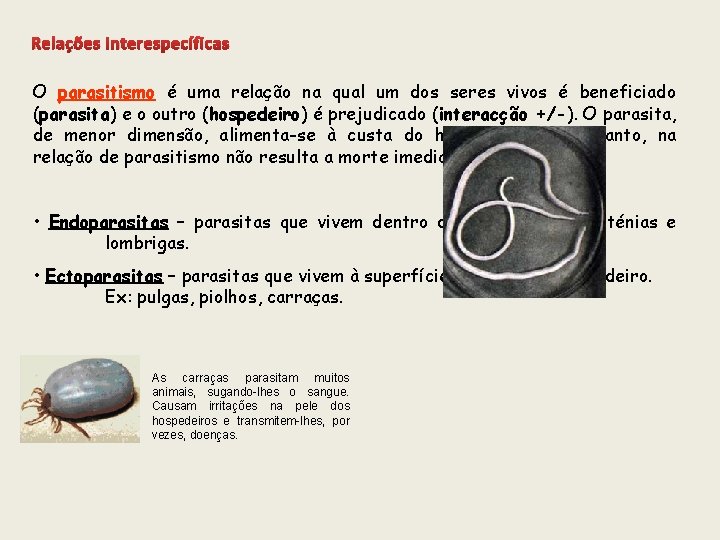 Relações interespecíficas O parasitismo é uma relação na qual um dos seres vivos é