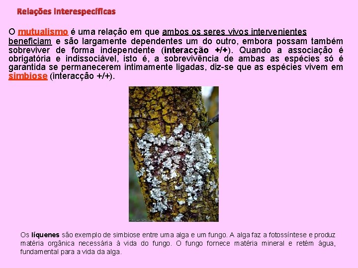Relações interespecíficas O mutualismo é uma relação em que ambos os seres vivos intervenientes