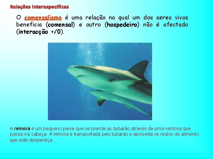 Relações interespecíficas O comensalismo é uma relação na qual um dos seres vivos beneficia