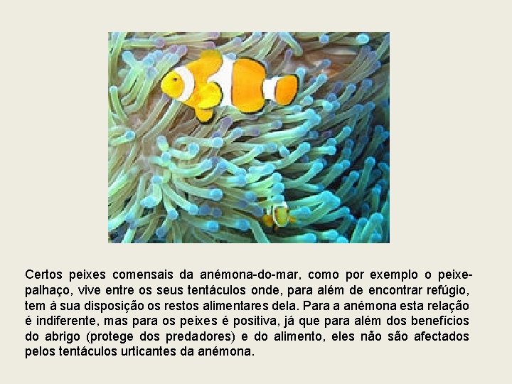 Certos peixes comensais da anémona-do-mar, como por exemplo o peixepalhaço, vive entre os seus