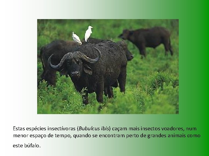 Estas espécies insectívoras (Bubulcus ibis) caçam mais insectos voadores, num menor espaço de tempo,