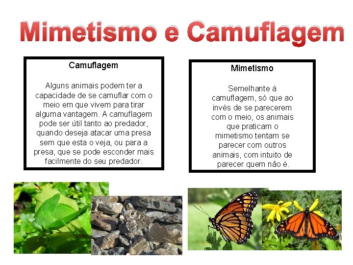 Mimetismo e Camuflagem Mimetismo Alguns animais podem ter a capacidade de se camuflar com