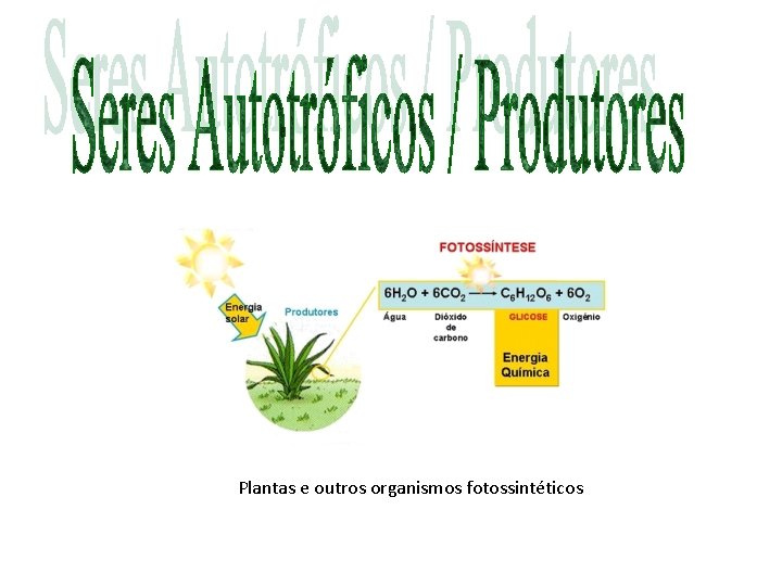 Plantas e outros organismos fotossintéticos 