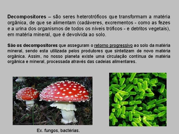 Decompositores – são seres heterotróficos que transformam a matéria orgânica, de que se alimentam