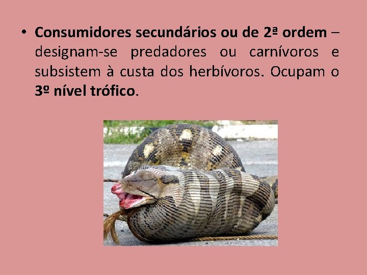  • Consumidores secundários ou de 2ª ordem – designam-se predadores ou carnívoros e