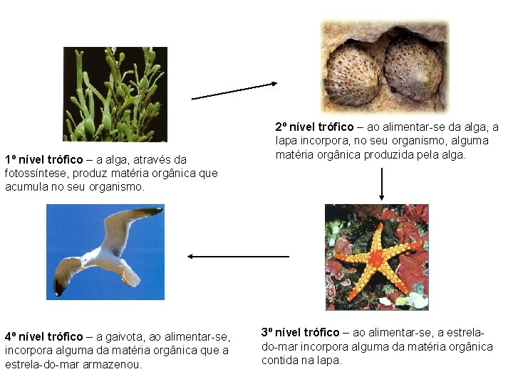 1º nível trófico – a alga, através da fotossíntese, produz matéria orgânica que acumula