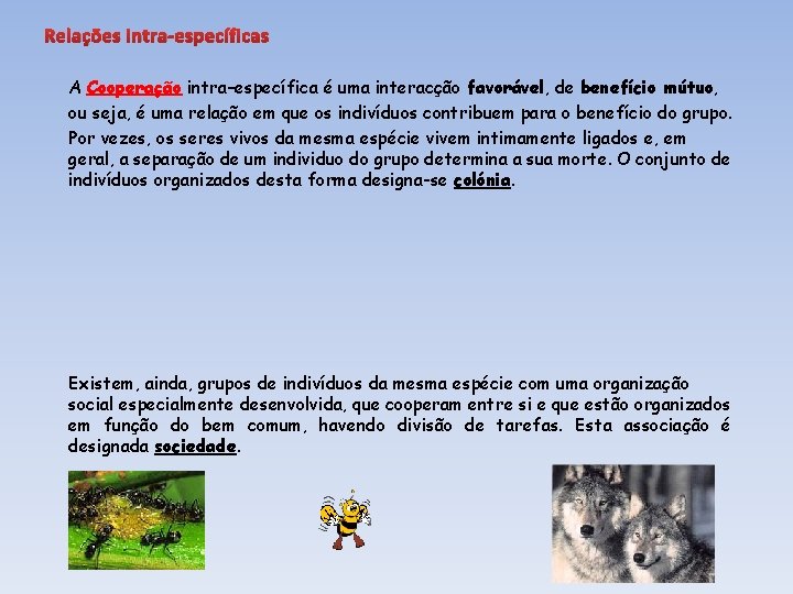 Relações intra-específicas A Cooperação intra–específica é uma interacção favorável, de benefício mútuo, ou seja,