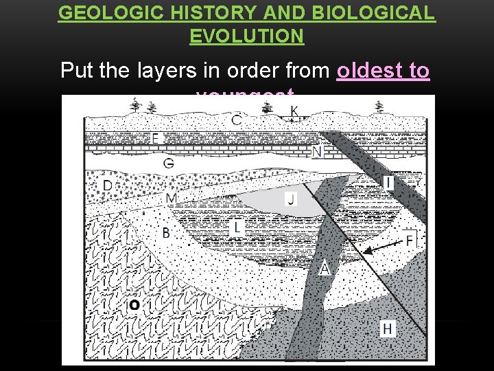 GEOLOGIC HISTORY AND BIOLOGICAL EVOLUTION Put the layers in order from oldest to youngest