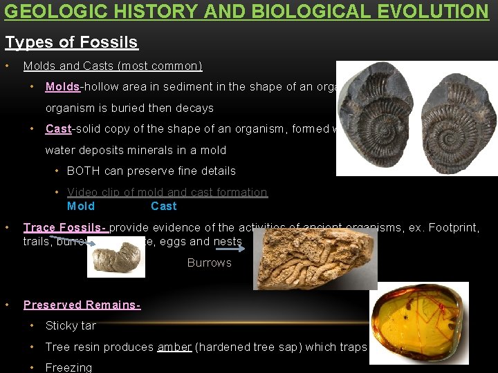 GEOLOGIC HISTORY AND BIOLOGICAL EVOLUTION Types of Fossils • Molds and Casts (most common)