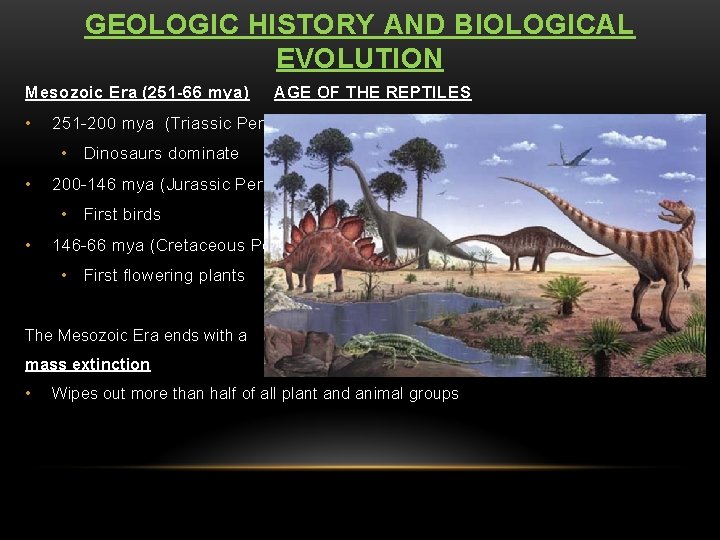 GEOLOGIC HISTORY AND BIOLOGICAL EVOLUTION Mesozoic Era (251 -66 mya) • AGE OF THE