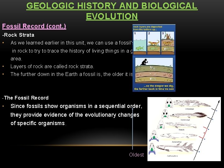 GEOLOGIC HISTORY AND BIOLOGICAL EVOLUTION Fossil Record (cont. ) -Rock Strata • As we