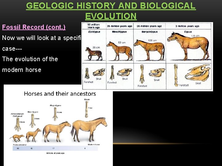 GEOLOGIC HISTORY AND BIOLOGICAL EVOLUTION Fossil Record (cont. ) Now we will look at