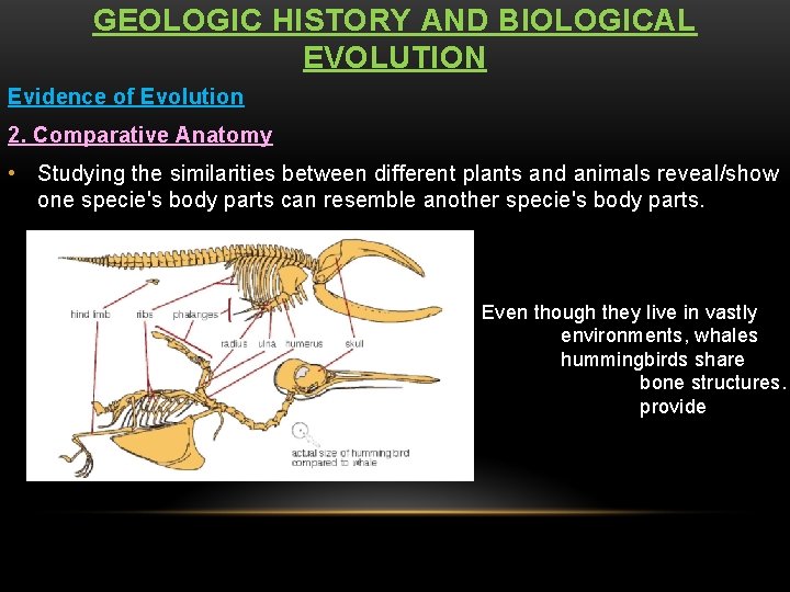 GEOLOGIC HISTORY AND BIOLOGICAL EVOLUTION Evidence of Evolution 2. Comparative Anatomy • Studying the