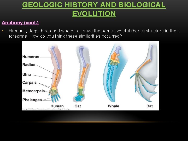 GEOLOGIC HISTORY AND BIOLOGICAL EVOLUTION Anatomy (cont. ) • Humans, dogs, birds and whales