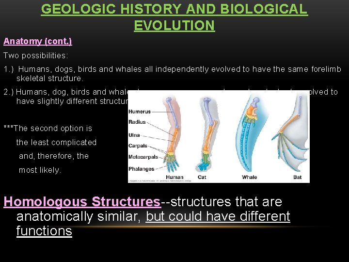 GEOLOGIC HISTORY AND BIOLOGICAL EVOLUTION Anatomy (cont. ) Two possibilities: 1. ) Humans, dogs,