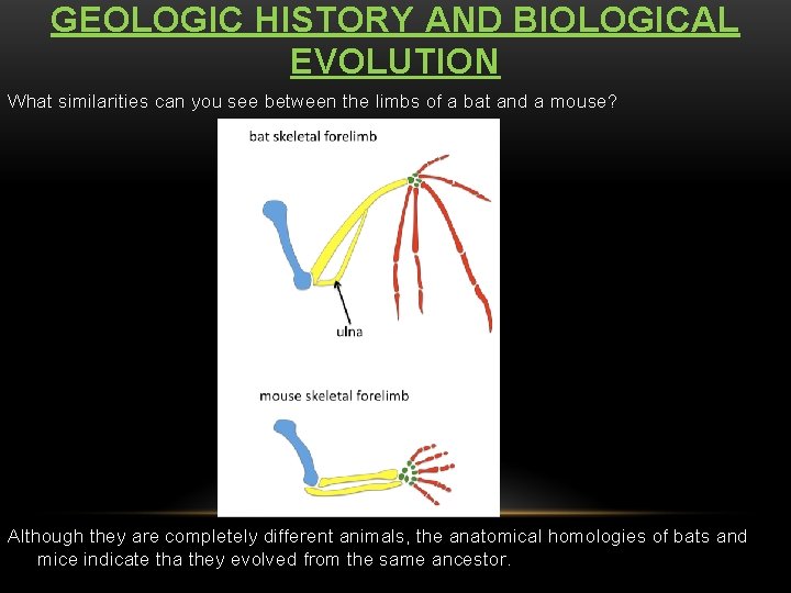 GEOLOGIC HISTORY AND BIOLOGICAL EVOLUTION What similarities can you see between the limbs of