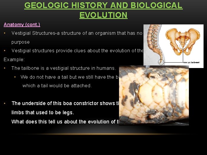 GEOLOGIC HISTORY AND BIOLOGICAL EVOLUTION Anatomy (cont. ) • Vestigial Structures-a structure of an