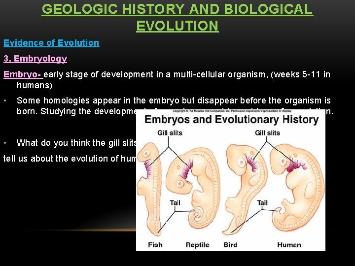 GEOLOGIC HISTORY AND BIOLOGICAL EVOLUTION Evidence of Evolution 3. Embryology Embryo- early stage of