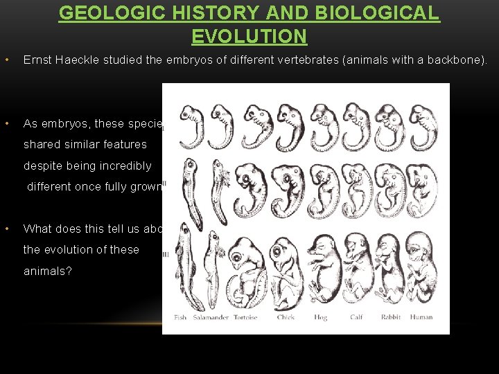 GEOLOGIC HISTORY AND BIOLOGICAL EVOLUTION • Ernst Haeckle studied the embryos of different vertebrates