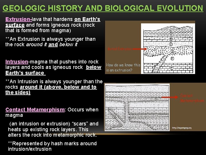 GEOLOGIC HISTORY AND BIOLOGICAL EVOLUTION Extrusion-lava that hardens on Earth’s surface and forms igneous