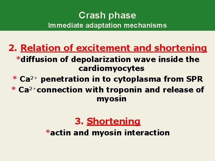 Crash phase Immediate adaptation mechanisms 2. Relation of excitement and shortening *diffusion of depolarization
