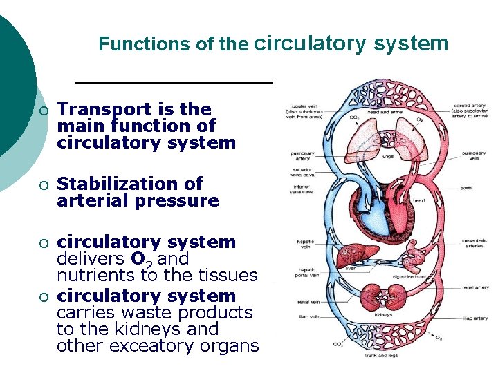 Functions of the circulatory system ¡ Transport is the main function of circulatory system