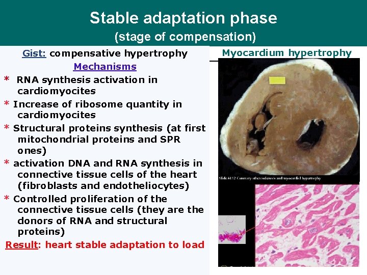 Stable adaptation phase (stage of compensation) Gist: compensative hypertrophy Mechanisms * RNA synthesis activation