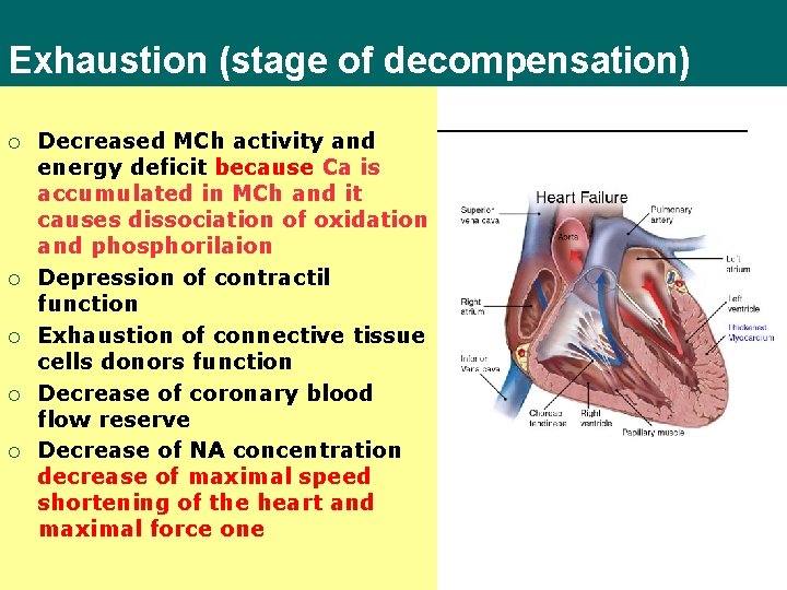 Exhaustion (stage of decompensation) ¡ ¡ ¡ Decreased MCh activity and energy deficit because
