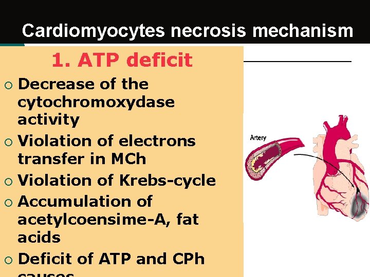 Cardiomyocytes necrosis mechanism 1. ATP deficit Decrease of the cytochromoxydase activity ¡ Violation of