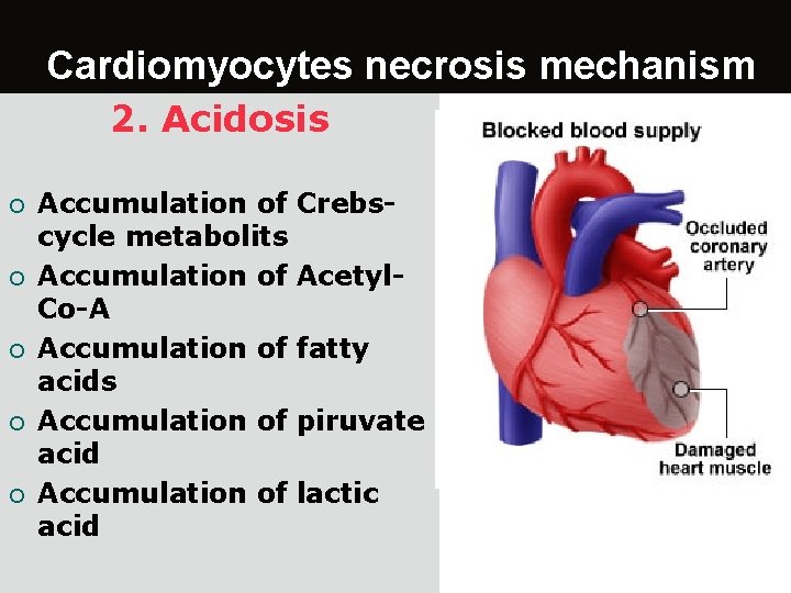 Cardiomyocytes necrosis mechanism 2. Acidosis ¡ ¡ ¡ Accumulation of Crebscycle metabolits Accumulation of
