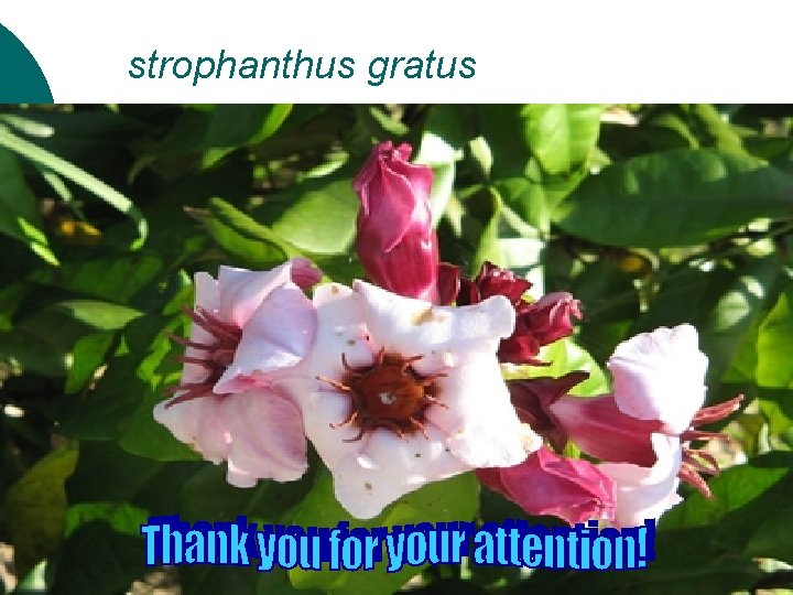 strophanthus gratus 