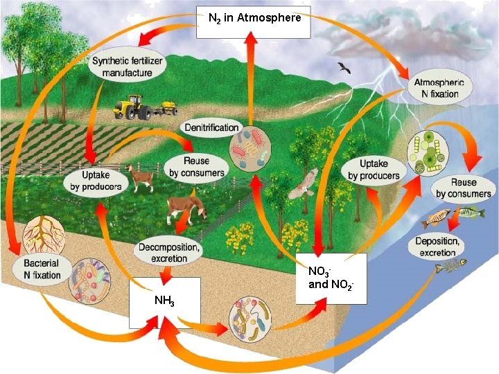 N 2 in Atmosphere NO 3 and NO 2 NH 3 Go to Section: