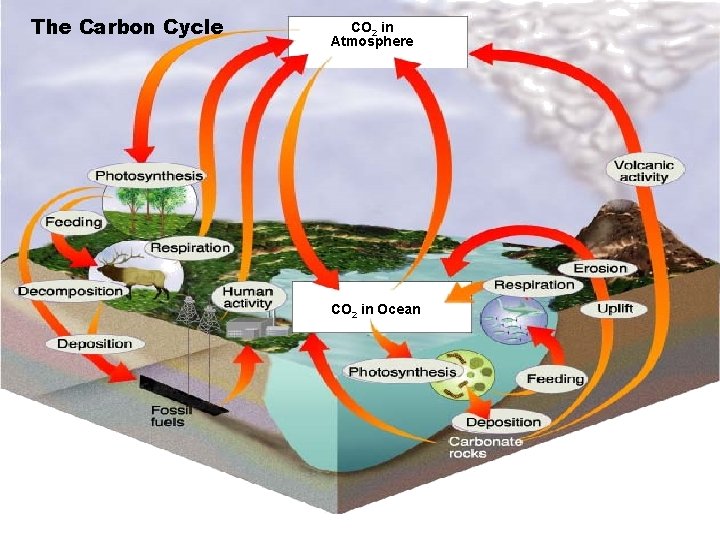 The Carbon Cycle CO 2 in Atmosphere CO 2 in Ocean Go to Section:
