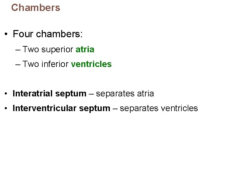 Chambers • Four chambers: – Two superior atria – Two inferior ventricles • Interatrial