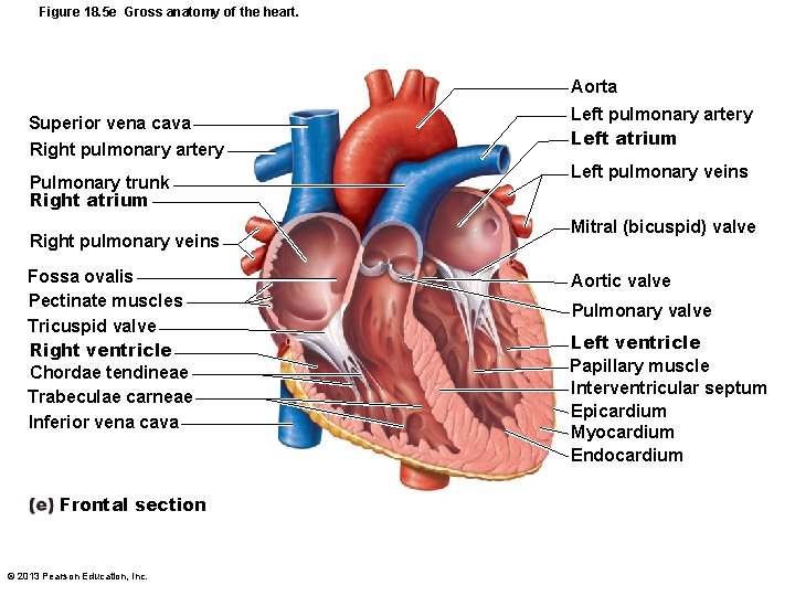 Figure 18. 5 e Gross anatomy of the heart. Aorta Superior vena cava Right