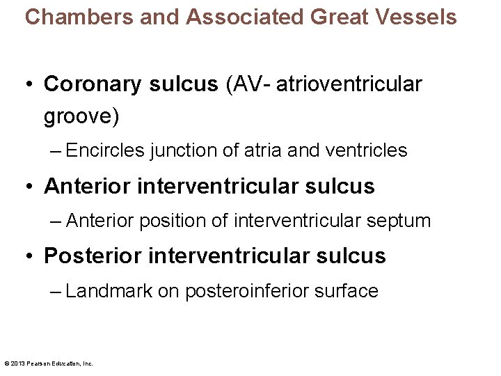 Chambers and Associated Great Vessels • Coronary sulcus (AV- atrioventricular groove) – Encircles junction