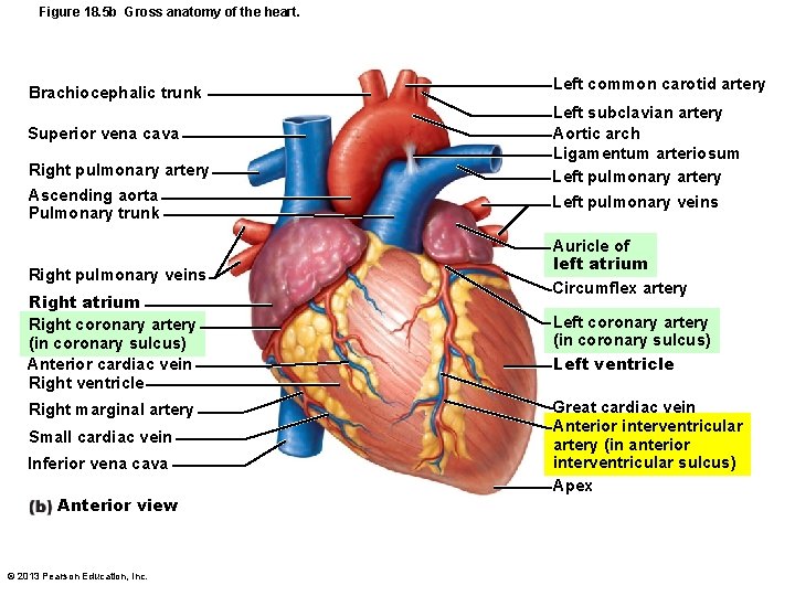 Figure 18. 5 b Gross anatomy of the heart. Brachiocephalic trunk Superior vena cava