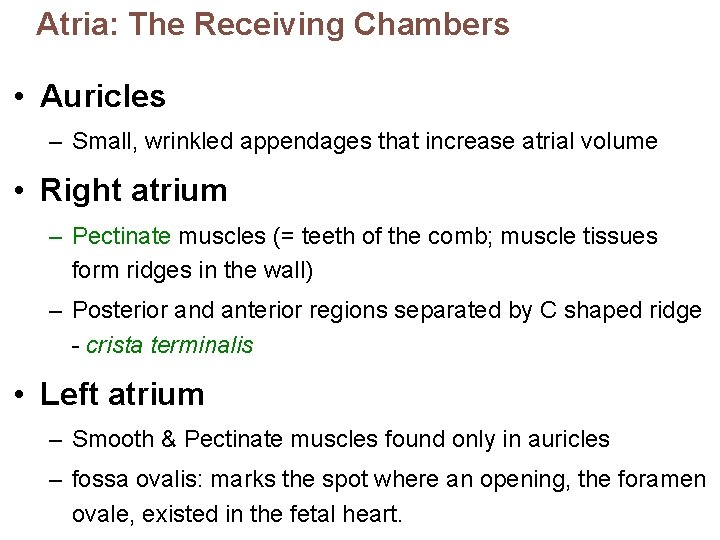 Atria: The Receiving Chambers • Auricles – Small, wrinkled appendages that increase atrial volume
