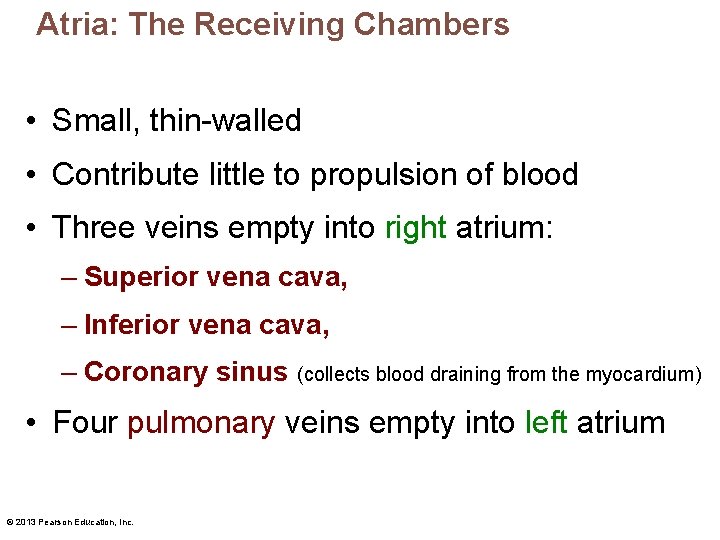 Atria: The Receiving Chambers • Small, thin-walled • Contribute little to propulsion of blood