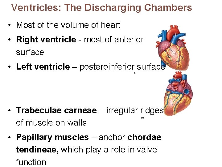 Ventricles: The Discharging Chambers • Most of the volume of heart • Right ventricle