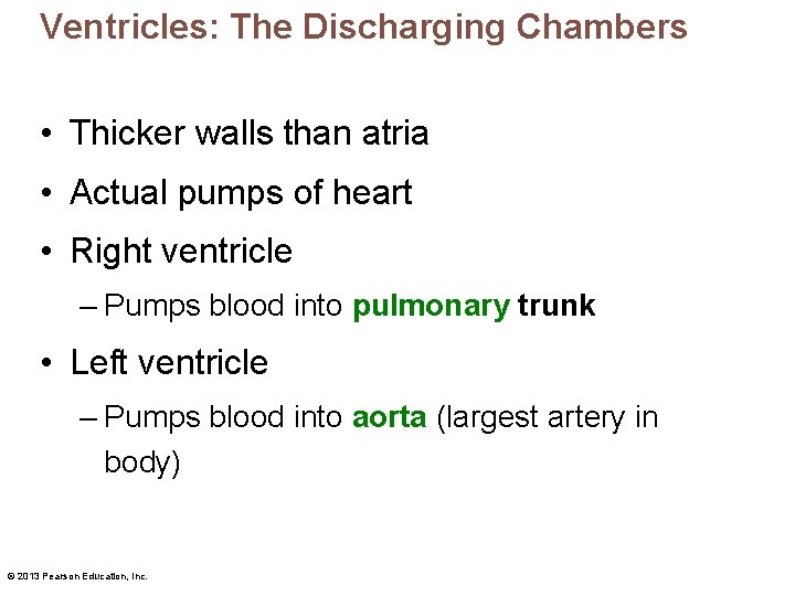Ventricles: The Discharging Chambers • Thicker walls than atria • Actual pumps of heart