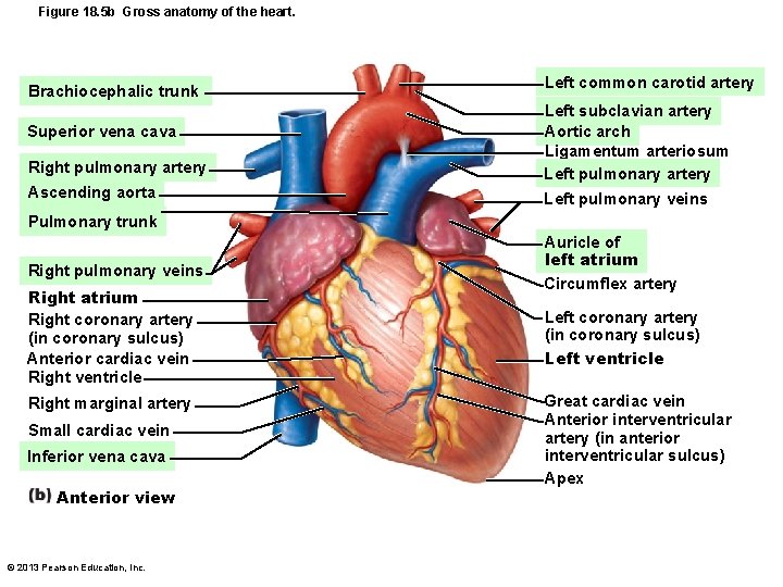 Figure 18. 5 b Gross anatomy of the heart. Brachiocephalic trunk Left common carotid