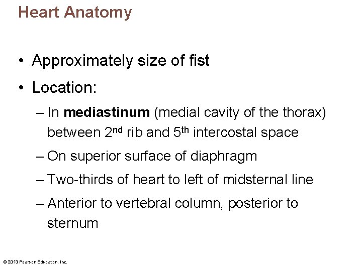 Heart Anatomy • Approximately size of fist • Location: – In mediastinum (medial cavity