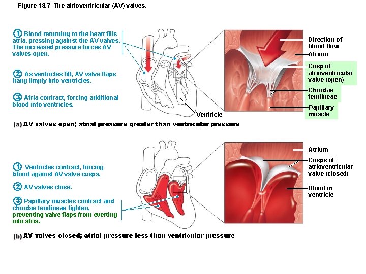 Figure 18. 7 The atrioventricular (AV) valves. 1 Blood returning to the heart fills