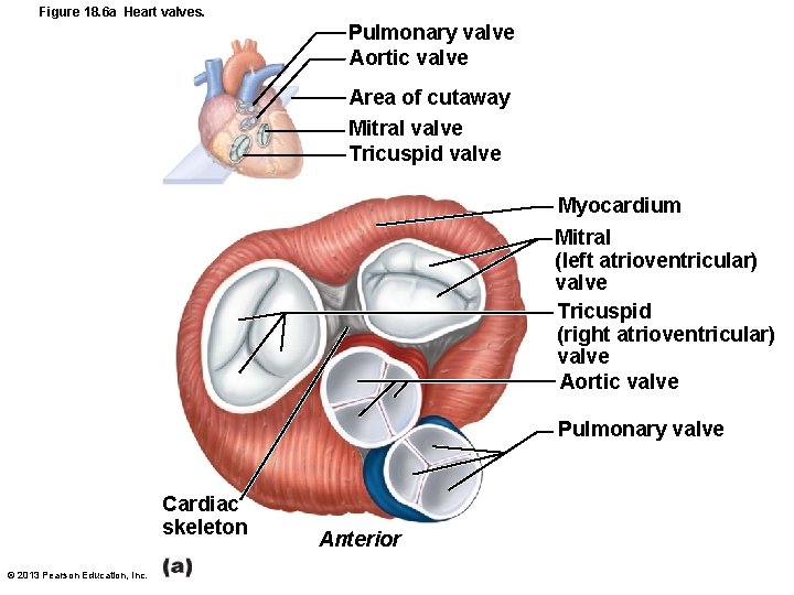 Figure 18. 6 a Heart valves. Pulmonary valve Aortic valve Area of cutaway Mitral