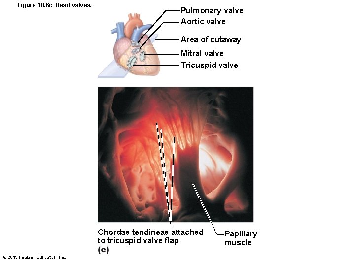 Figure 18. 6 c Heart valves. Pulmonary valve Aortic valve Area of cutaway Mitral