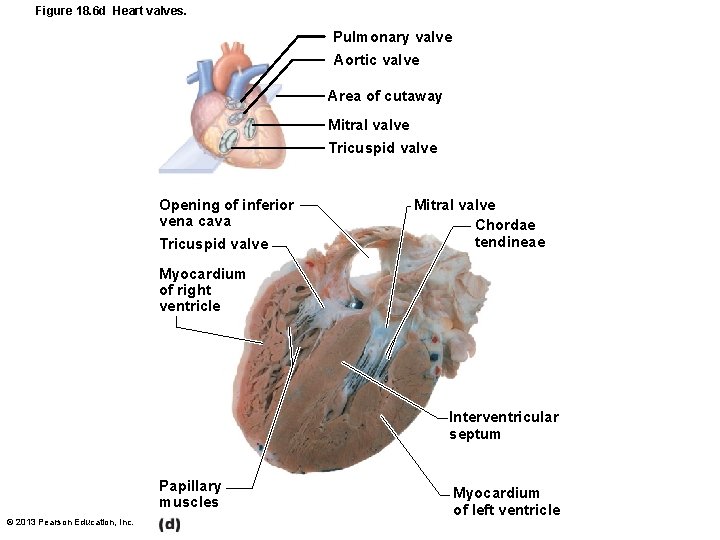 Figure 18. 6 d Heart valves. Pulmonary valve Aortic valve Area of cutaway Mitral